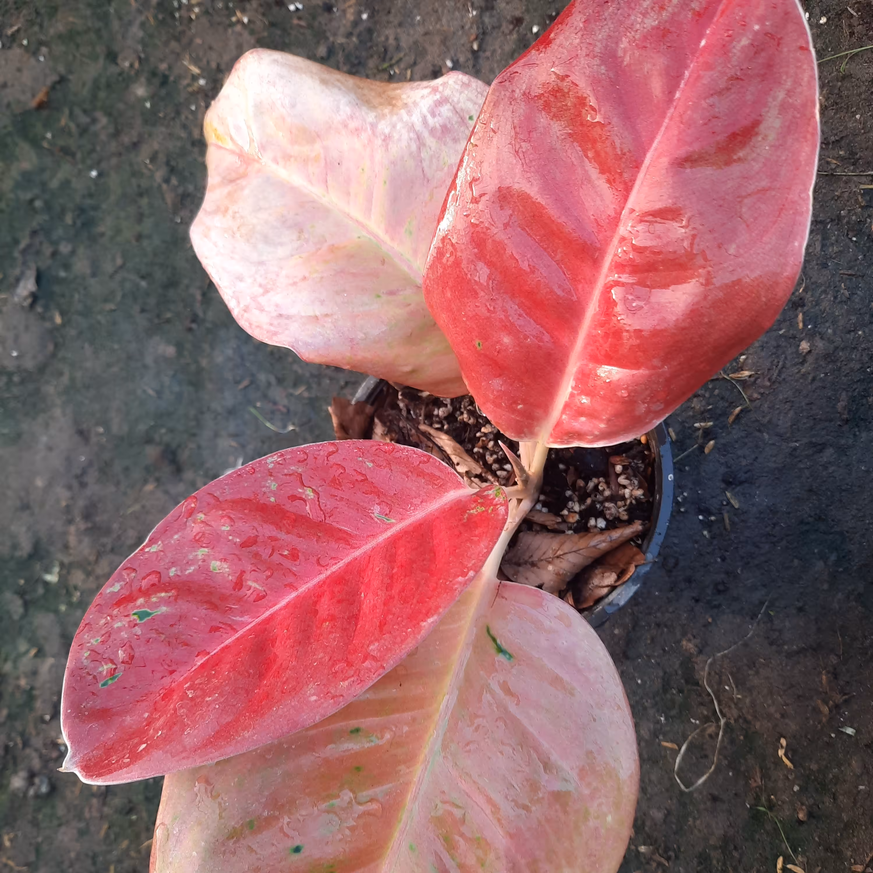 اگلونما قرمز خاص