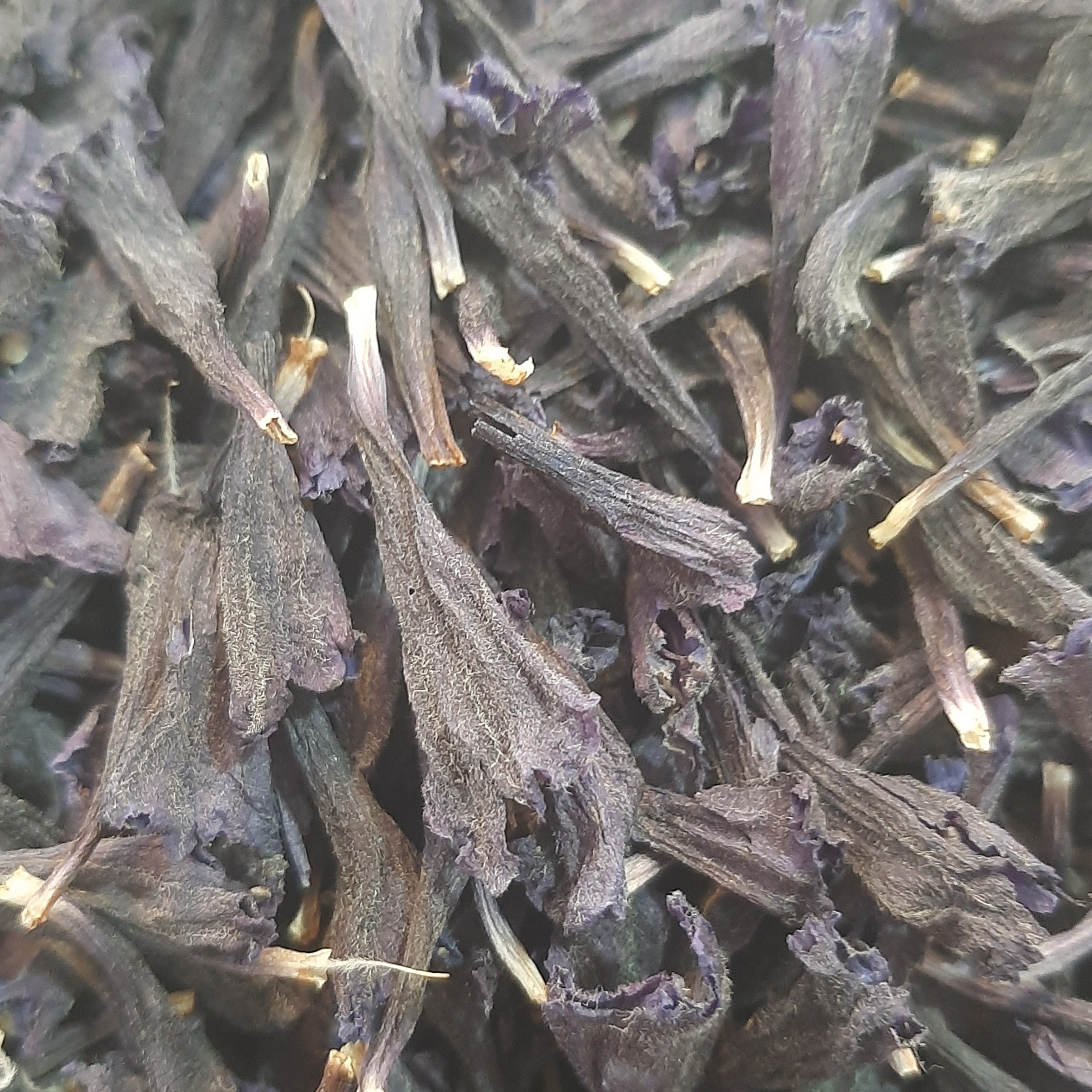 گل گاوزبان 