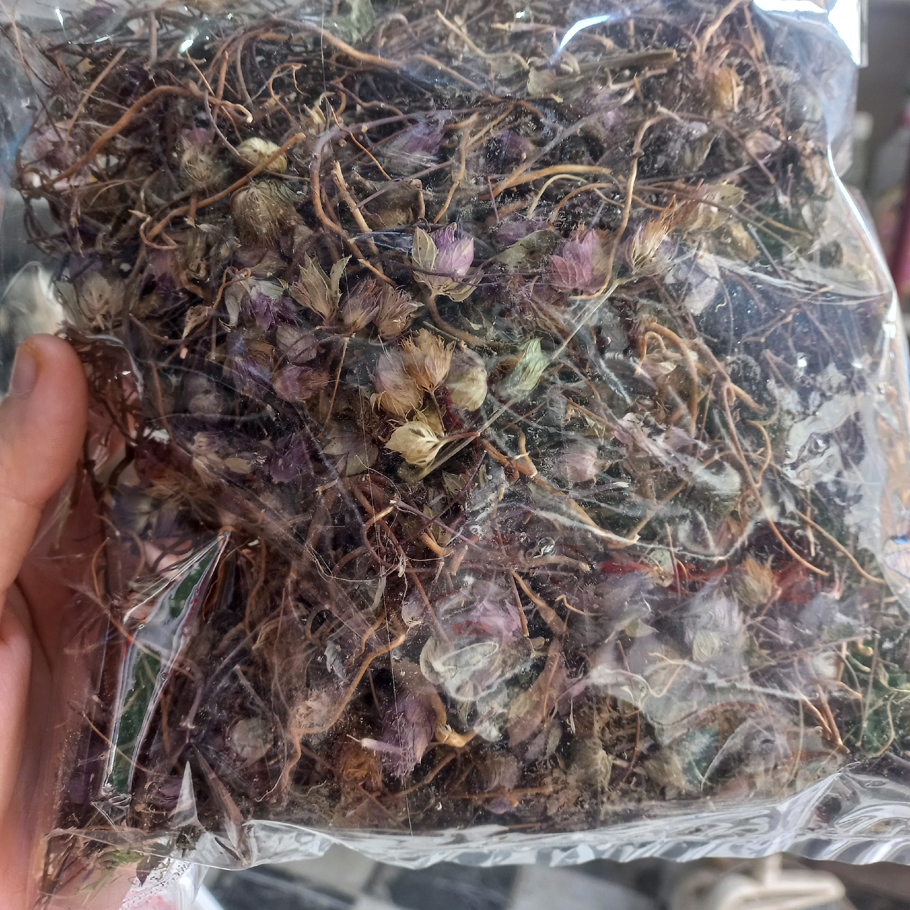 گل زوفا برای ریه و انگل گوارش برای رحم دمنوشی
