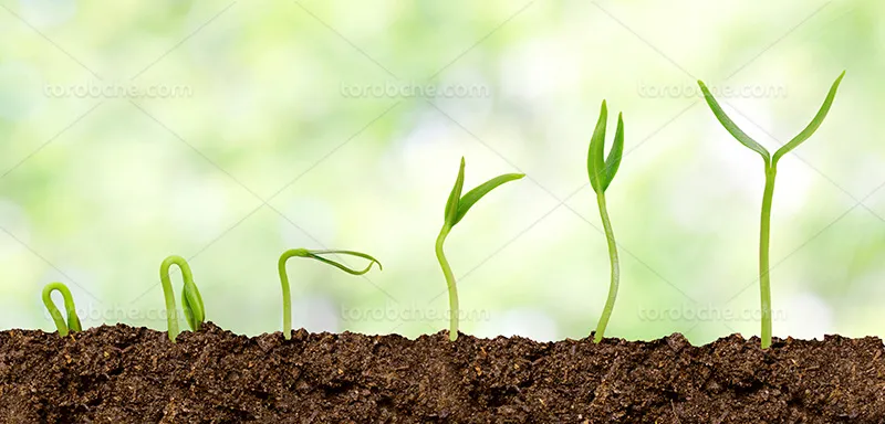 عکس مراحل رشد گیاه | گرافیک با طعم تربچه
