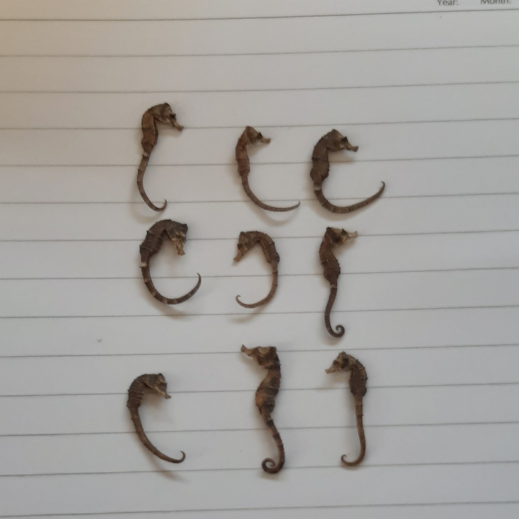 اسب دریایی ریز