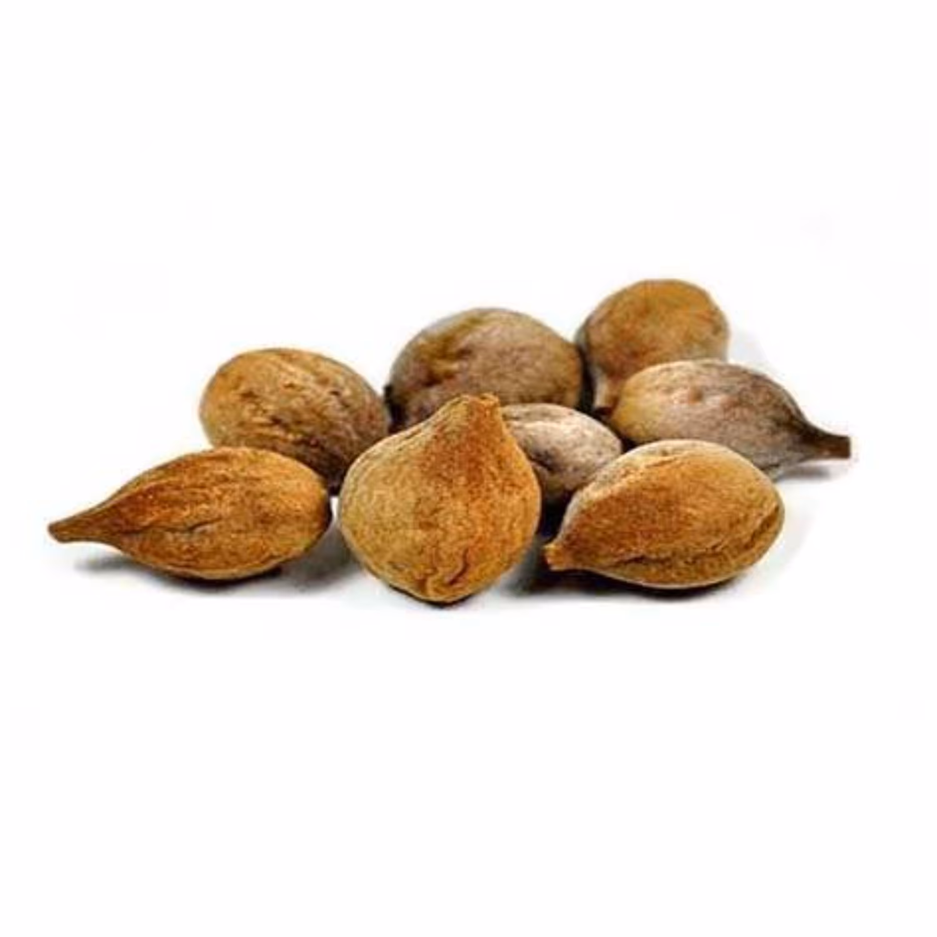 بذر درخت بلیله 5 عددی