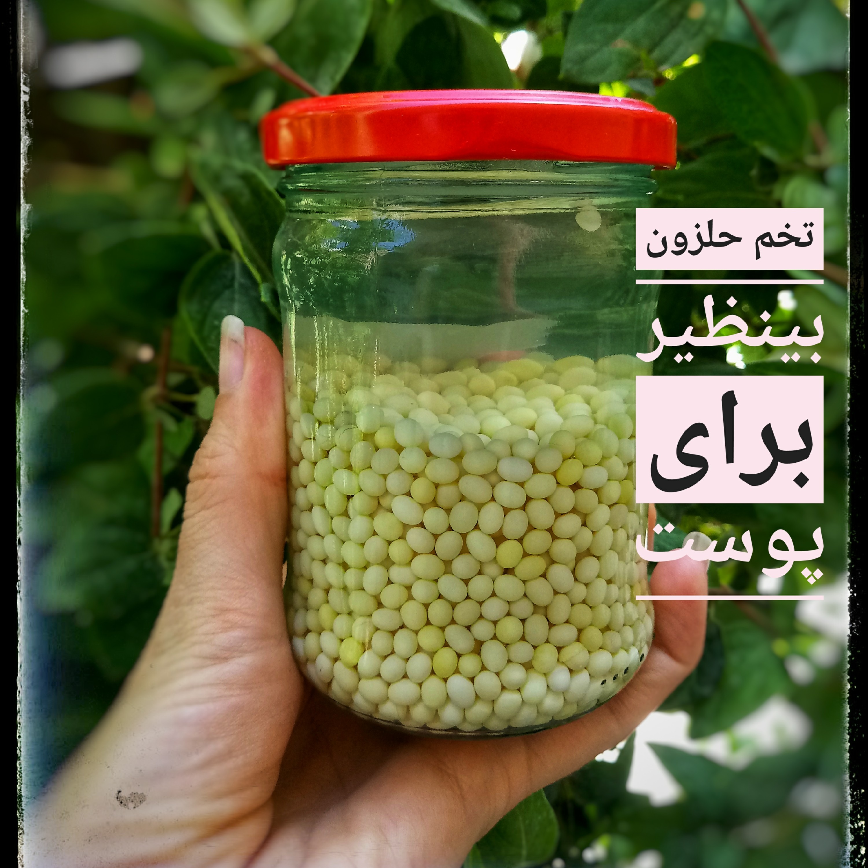 تخم حلزون (خاویار حلزون)