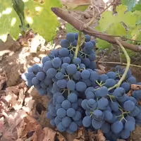 مویز  سیاه توقرمز انگورشانی سردشت 5کیلویی