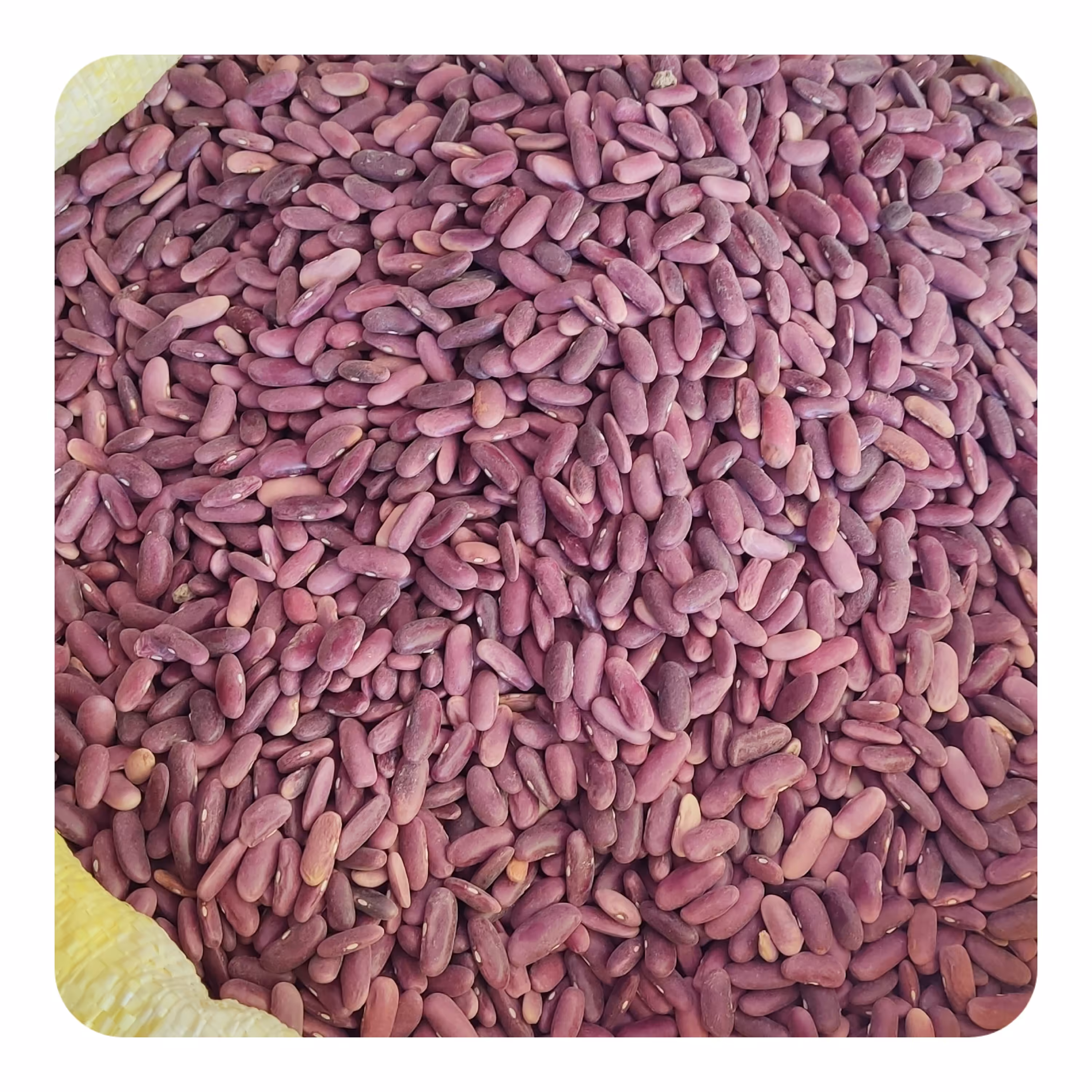 لوبیا چیتی کپسولی