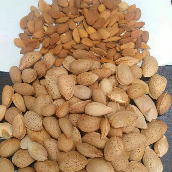بادام سنگی امسالی شیرین محصول بیرجند