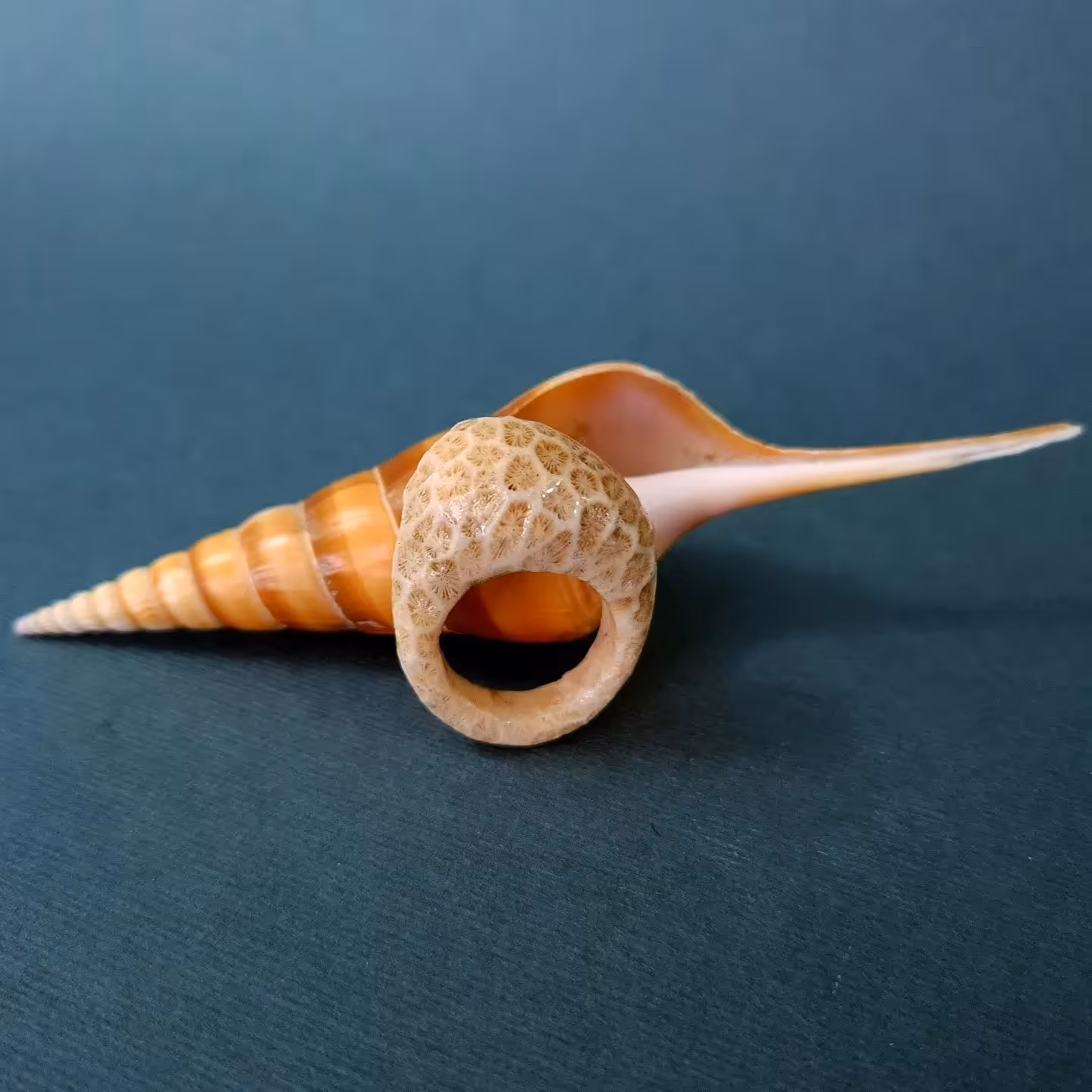 انگشتر مرجان طبیعی بسیار خاص