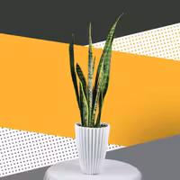 گلدان پلاستیکی  استوانه الماس ارتفاع32سانت قطر23سانت12عددی