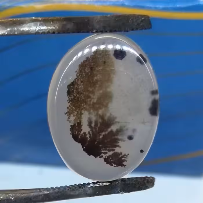 نگین شجر قائن عالی