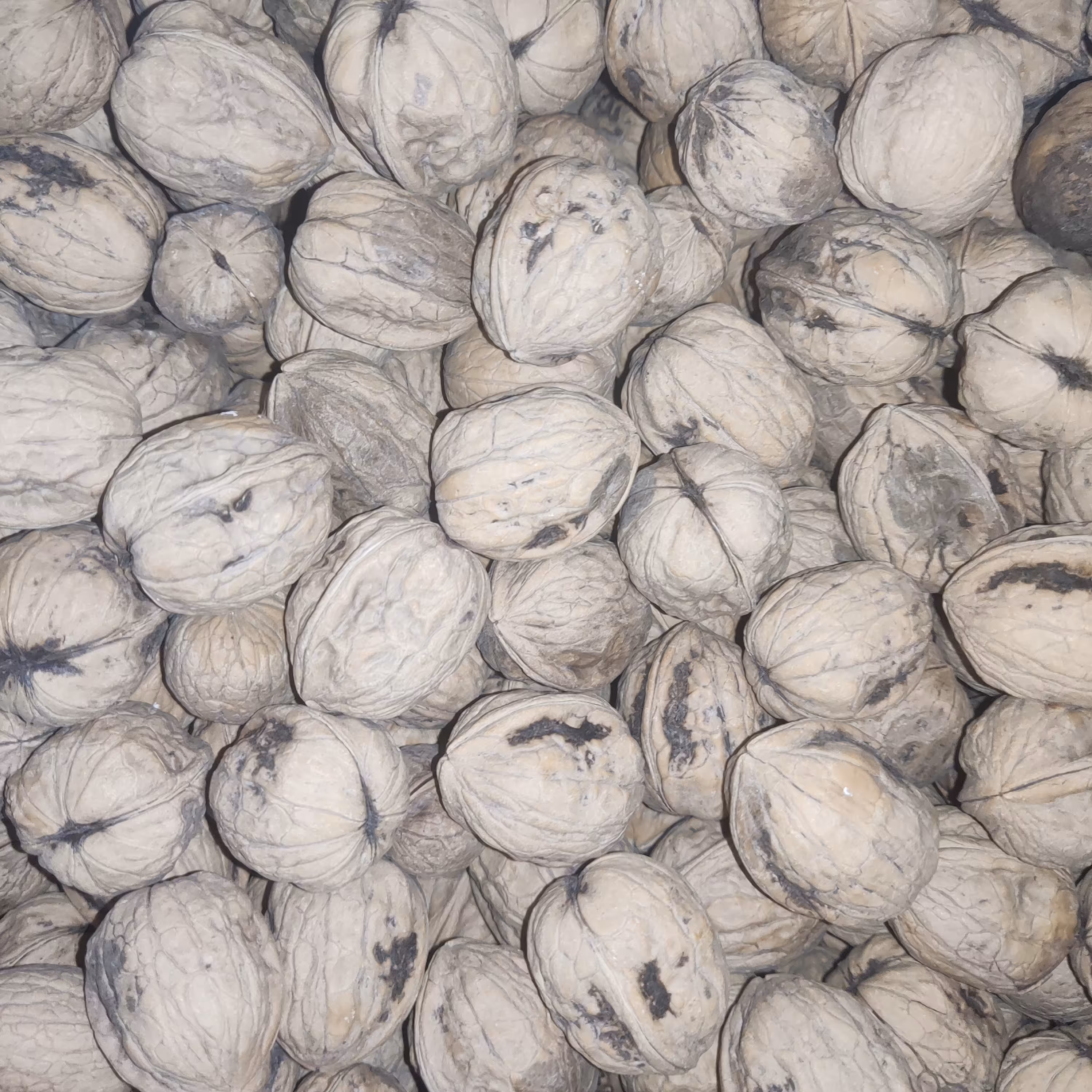 گردو سوزنی مغز سفید پرچرب محلی بوانات (11 بسته ارسال رایگان )