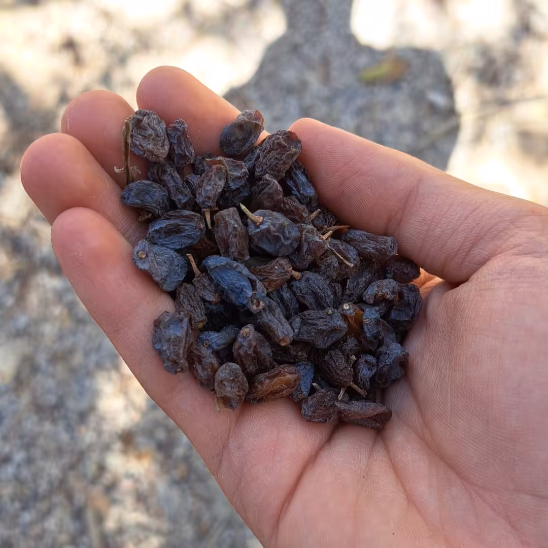 کشمش بوانات هر کیلو 80