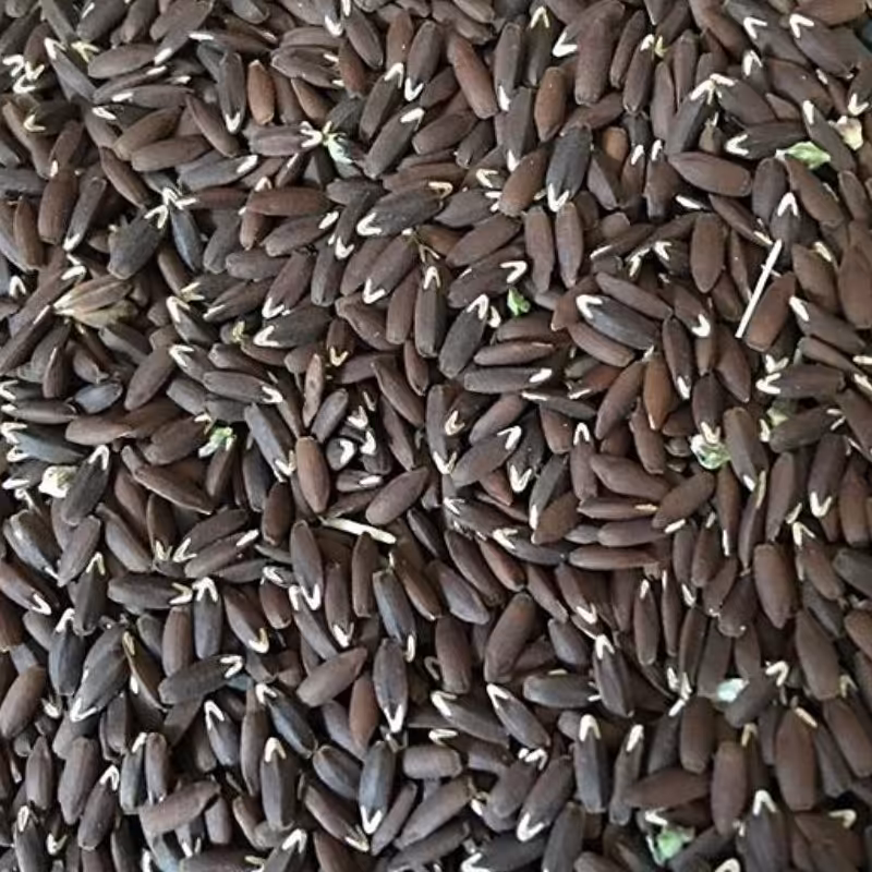 بذرک سیاه