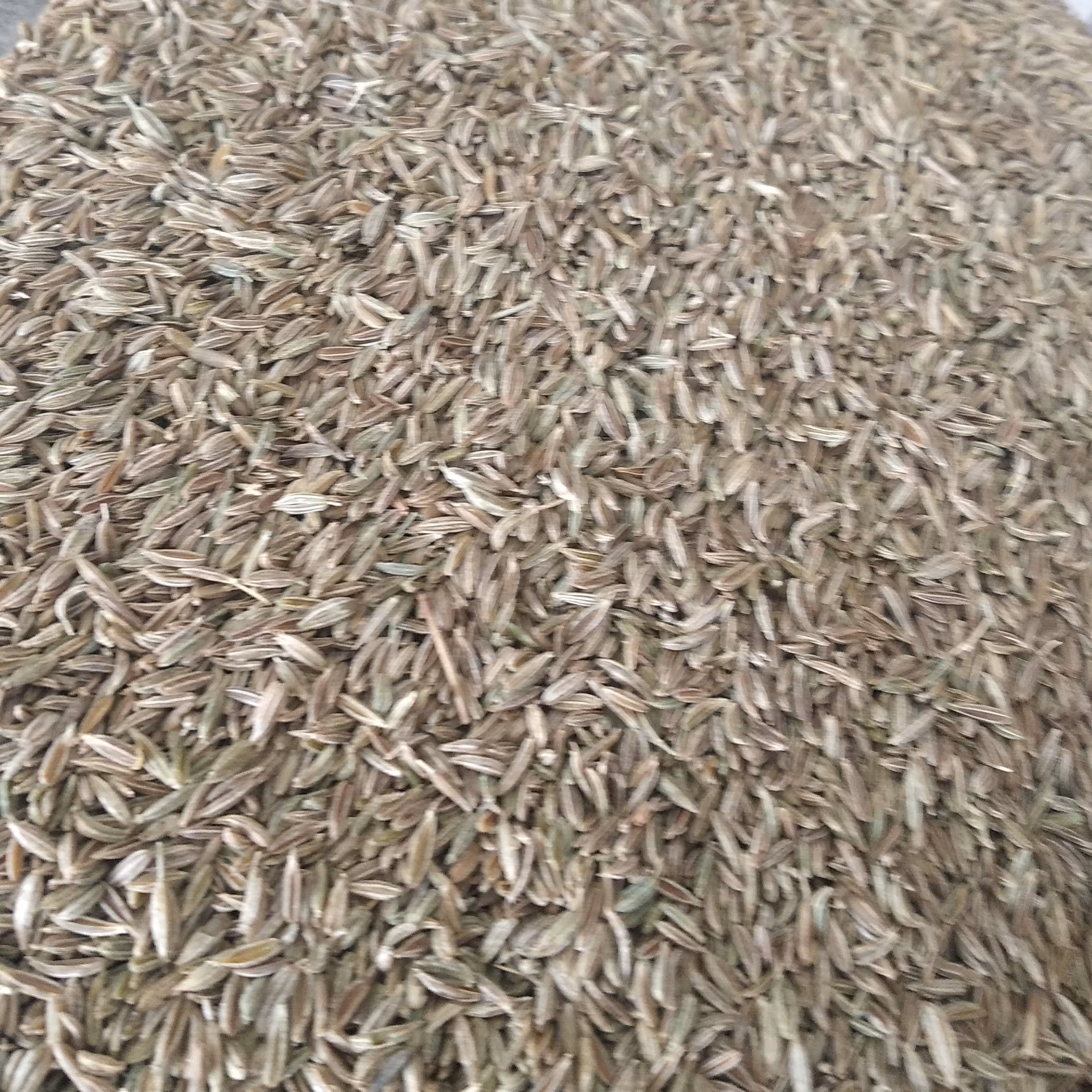 زیره سبز صادراتی 500 گرمی