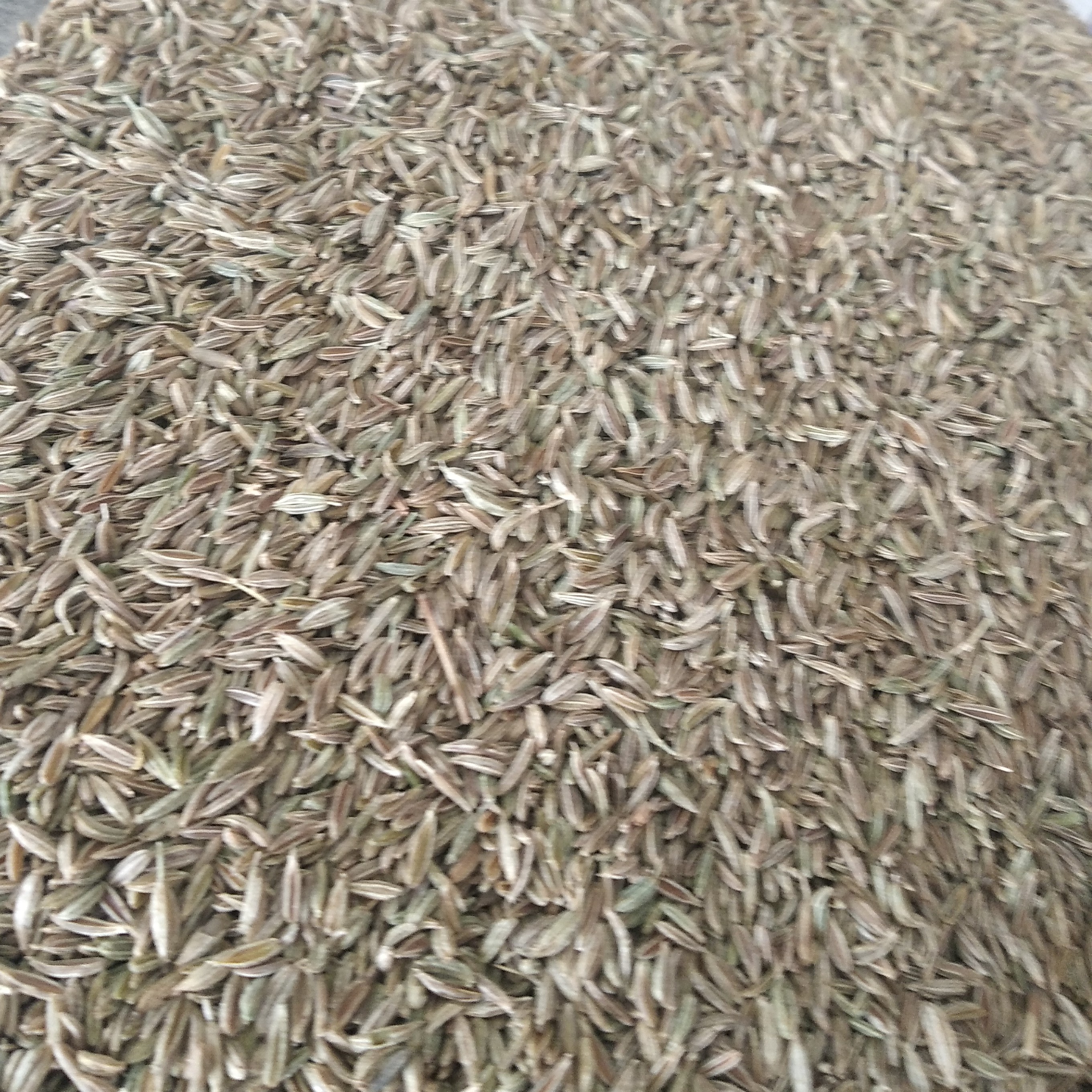 زیره سبز صادراتی 500 گرمی