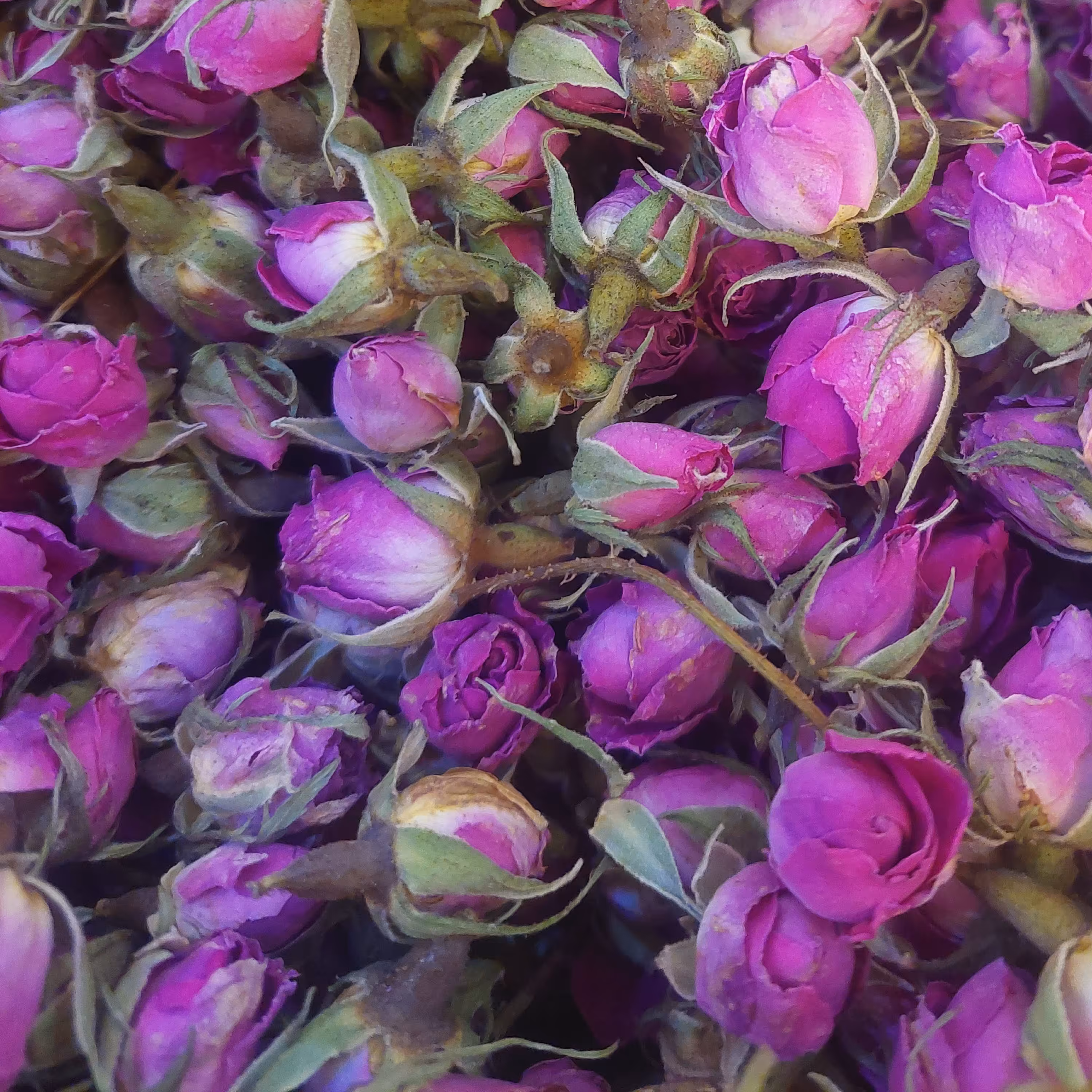 غنچه گل محمدی لاله‌زار ممتاز محصول امسال (200 گرمی)