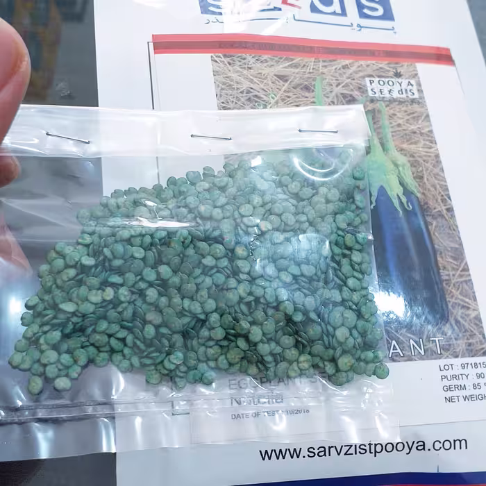 بذر بادمجان 