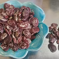 لوبیا عروس محلی بدون کود - 500 گرمی