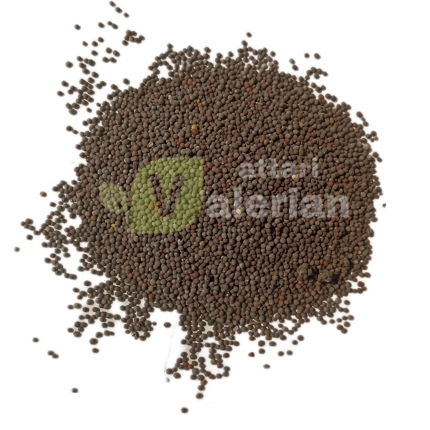 خردل سیاه هندی