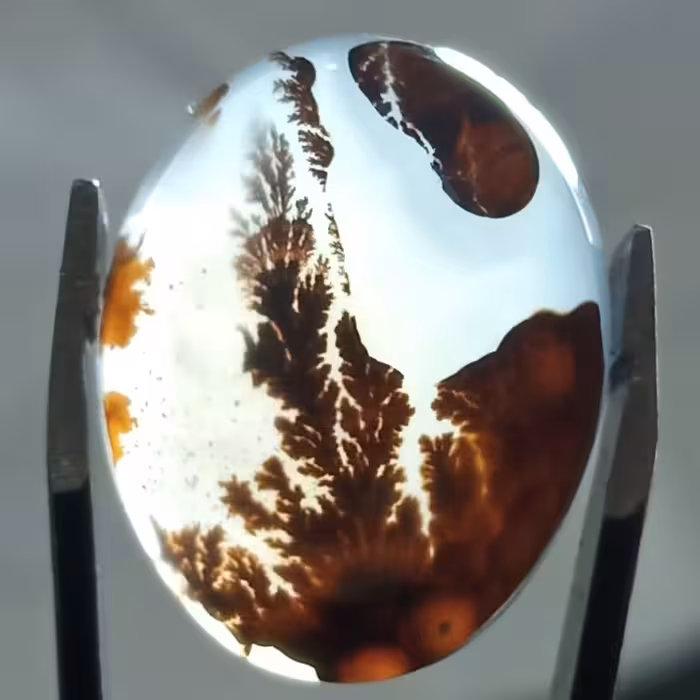 منظره زیبا نگین شجر قائن اصل با درختان فوق العاده زیبا