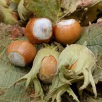 فندق تازه مغزدار بدون پوست سبز