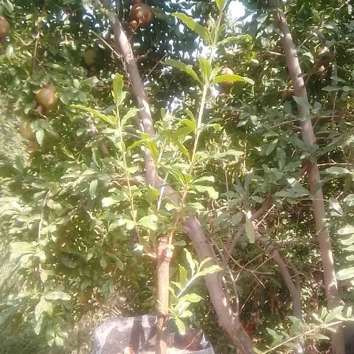 نهال انار یک ساله پر برگ