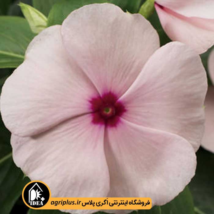 بذر گل پریوش SunStorm سینجنتا