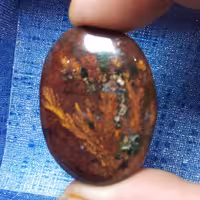 شجر گل اناری