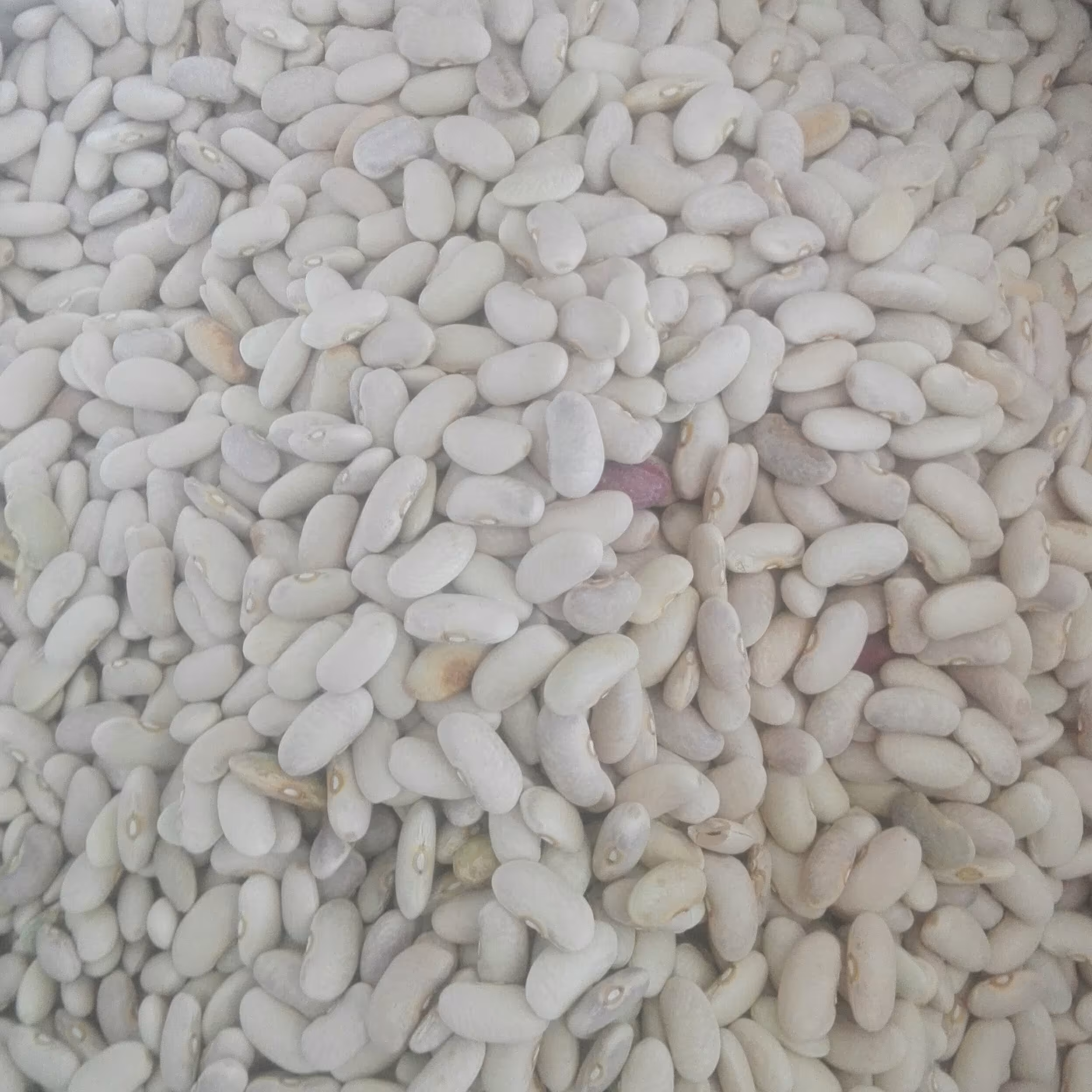 لوبیا کشاورزی