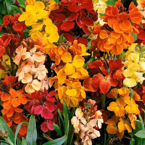 بذر گل شب بو خیری (30 بذر)