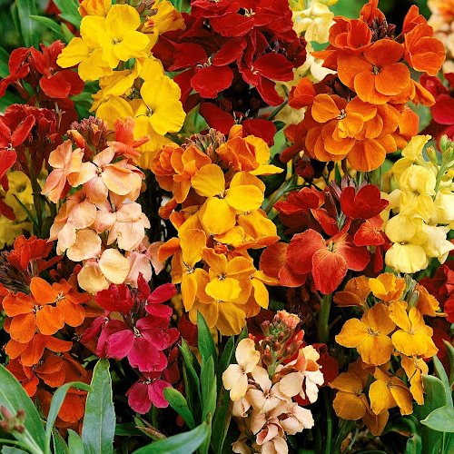 بذر گل شب بو خیری (30 بذر)