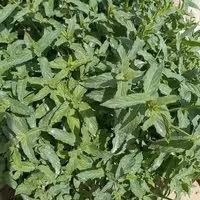 نعنا خشک نرم(50 گرمی)تولید 1403 قیمت و کیفیت عالی