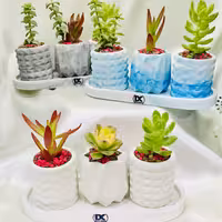 ست گلدان بتنی مینیاتوری