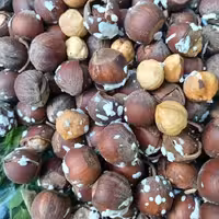 فندق تازه بو داده شده درجه یک برداشت امساله 500گرمی محصولی از باغات دیلمان