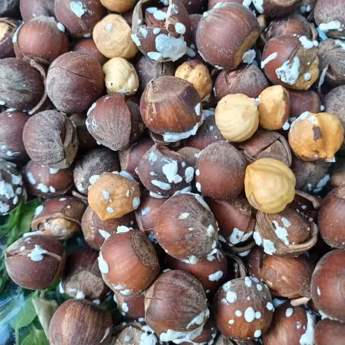 فندق تازه بو داده شده درجه یک برداشت امساله 500گرمی محصولی از باغات دیلمان