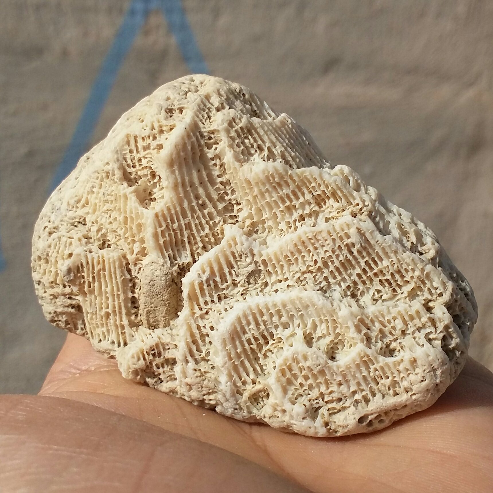 مرجان دریایی محشر دیدنی کاملا طبیعی
مناسب جهت دکور و تزیین بینظیر
کد 10128