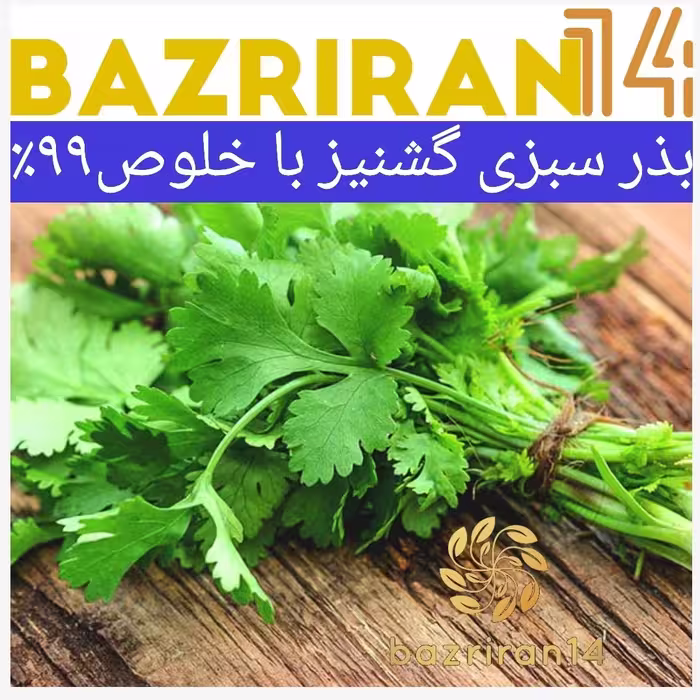 بذر سبزی گشنیز ( کزبر ) باکیفیت بالا