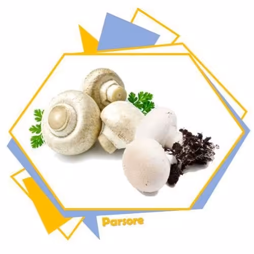 گچ خام پرورش قارچ  وزن 1 کیلویی