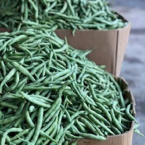 لوبیا سبز خرد شده خام در بسته های 500 گرمی