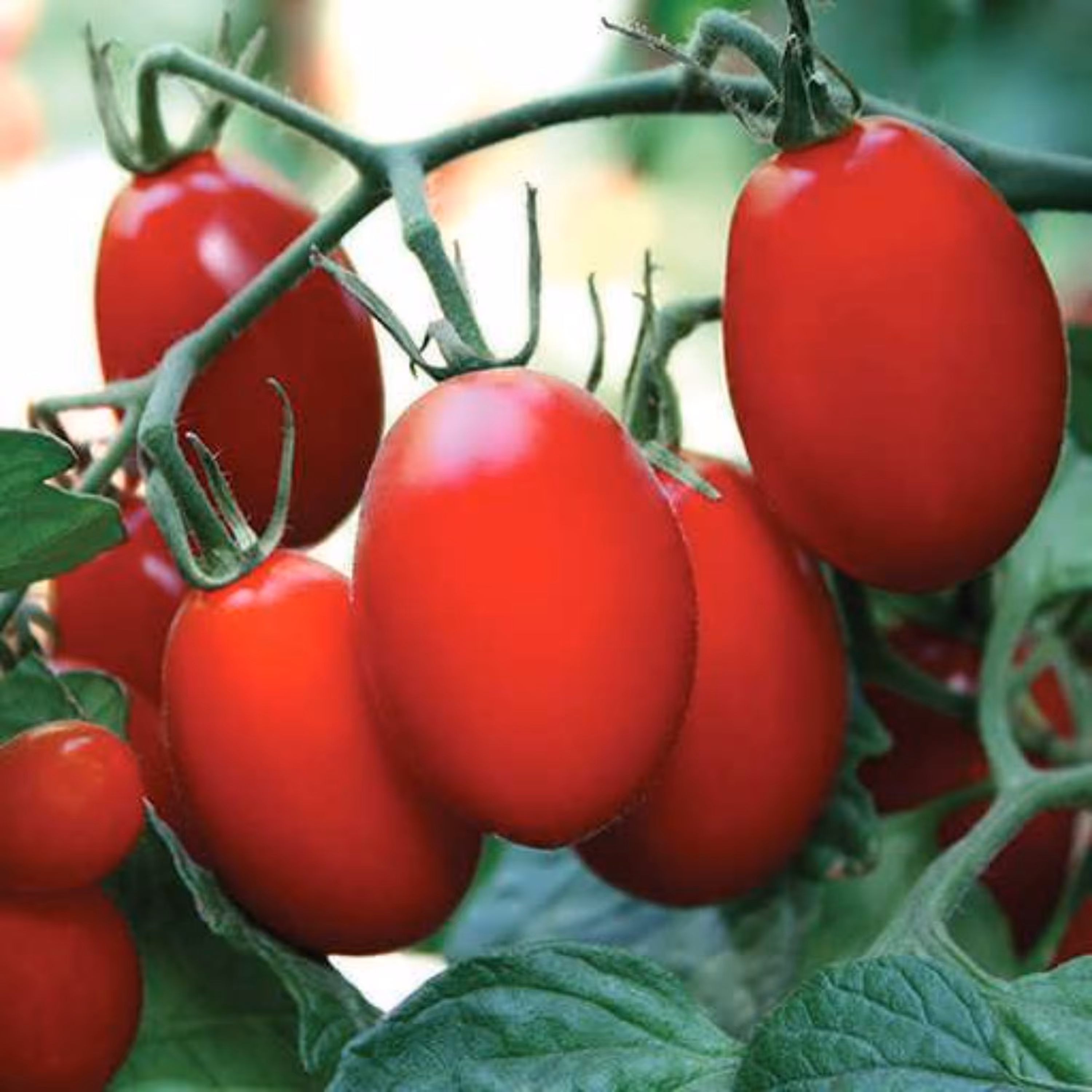 بذر گوجه فرنگی دیابولیک (هوای آزاد)  10 عددی