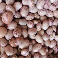 لوبیا چیتی