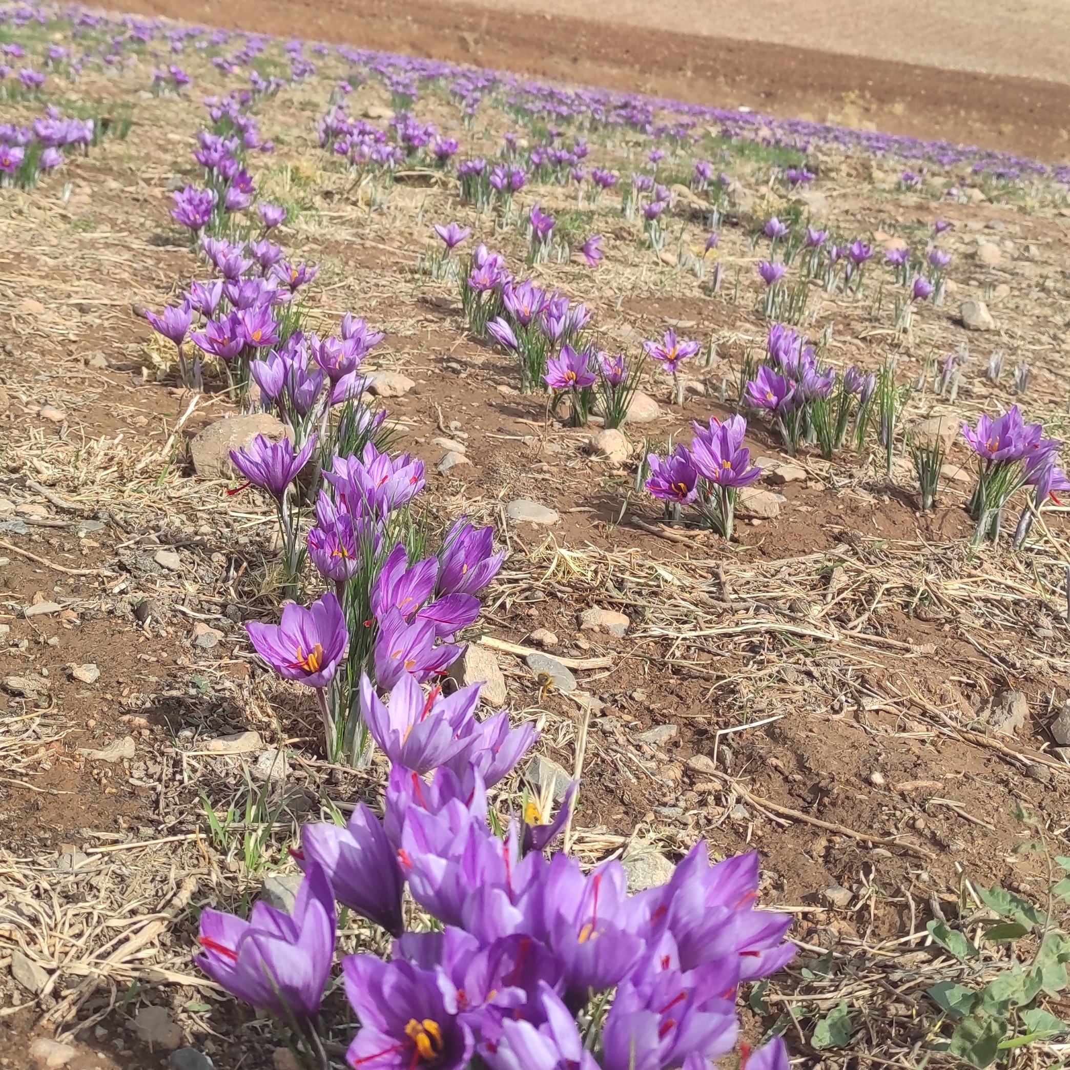 زعفران سرگل( 2گرمی)