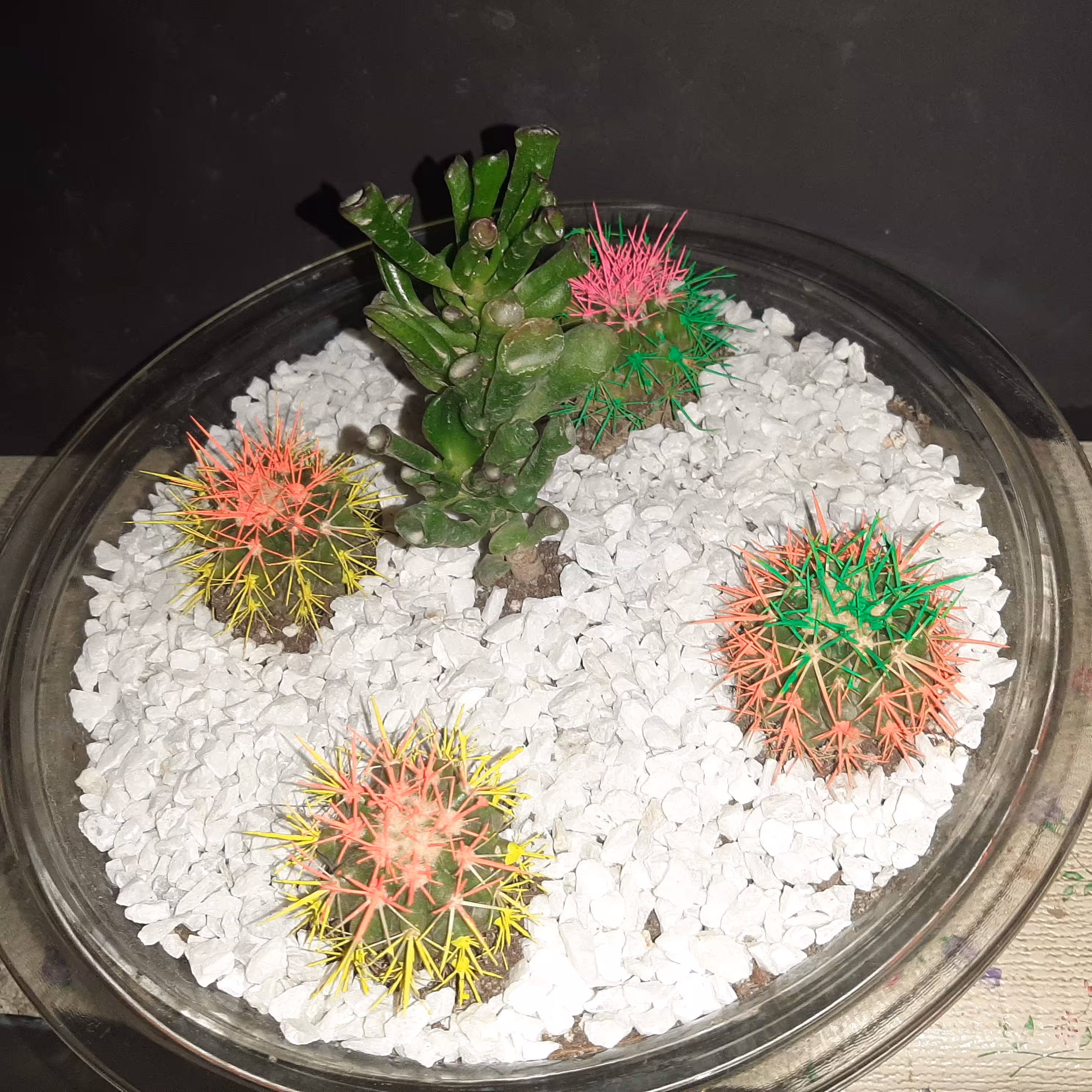 دیش گاردن کاکتوس هزینه ارسال با مشتری می باشد