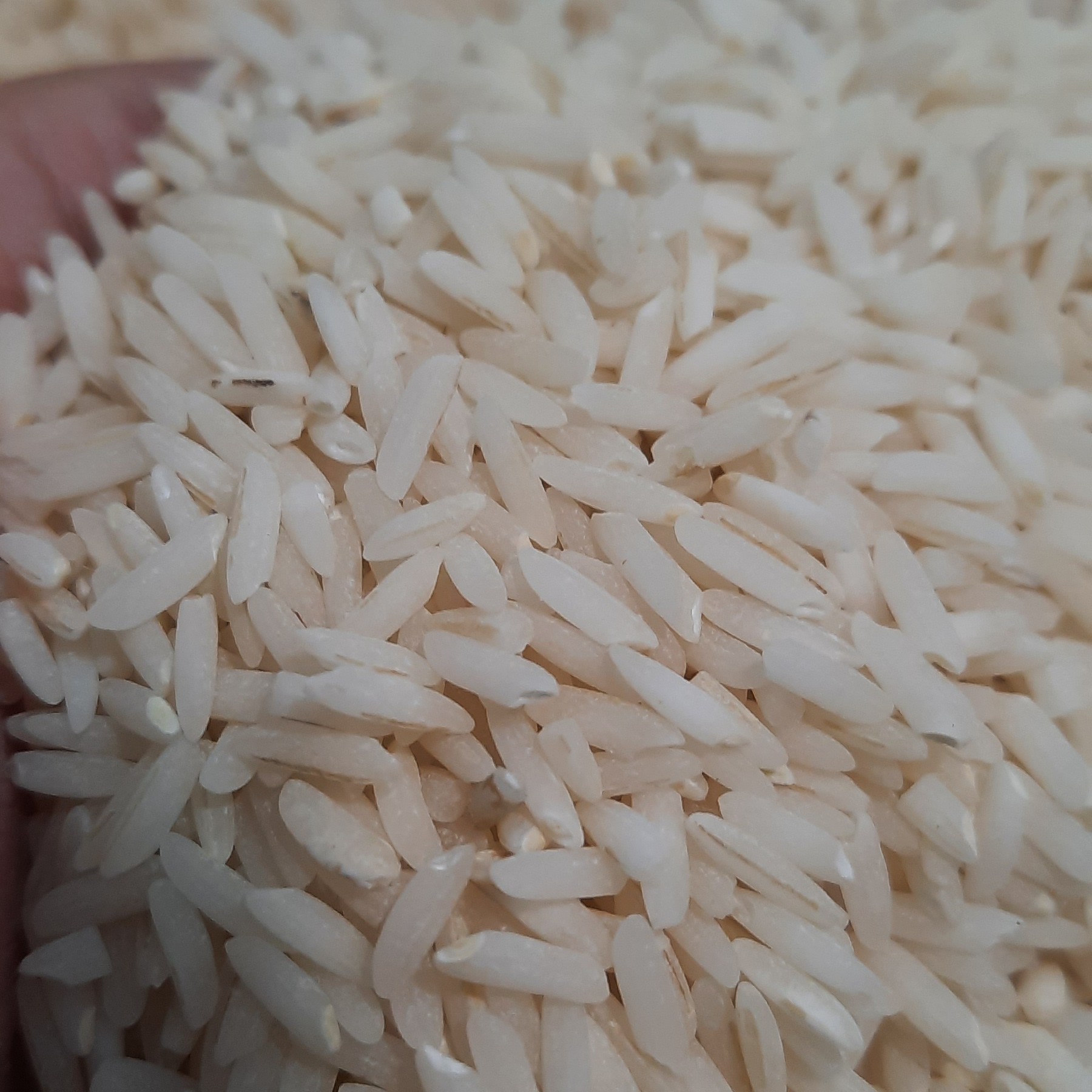 برنج طارم واقعی فریدونکنار کیسه 10 کیلویی