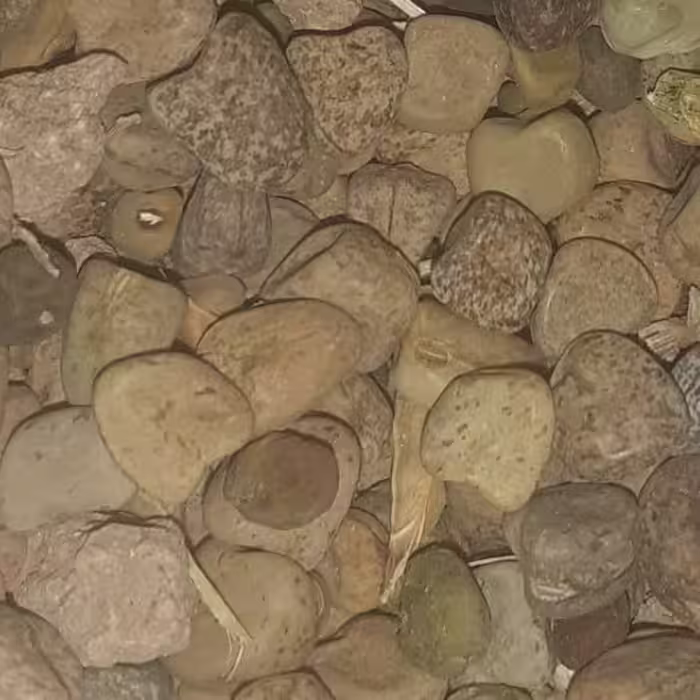 بذر کاشت خصیل ( هلدر، تخم شبدر، میشی ) 