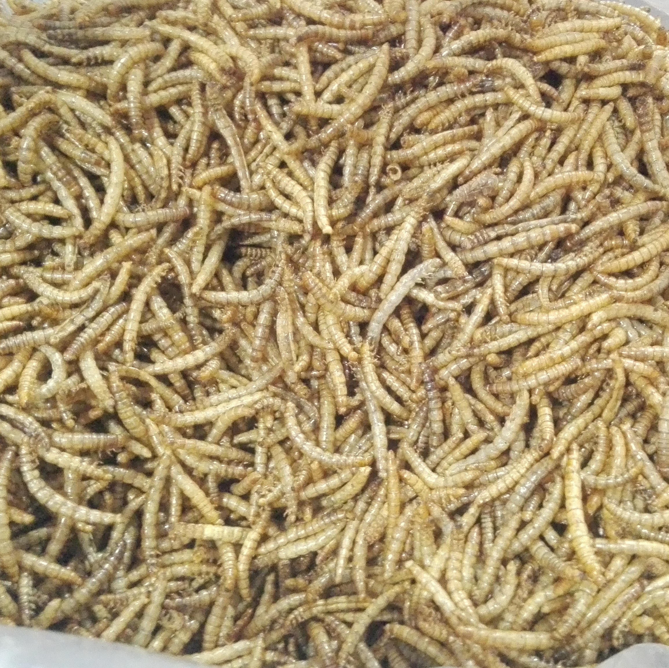 میلورم دو کیلوگرمی