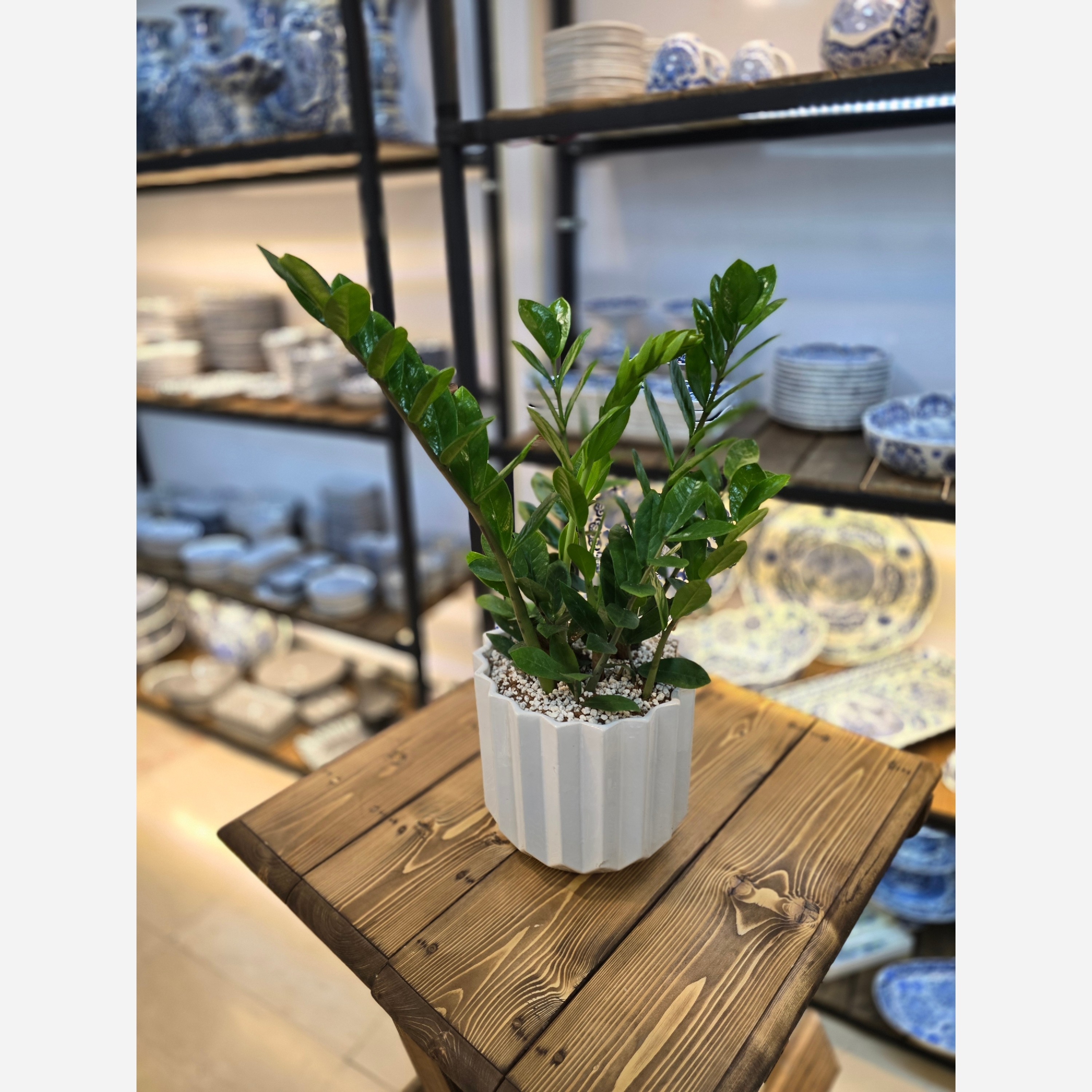 گیاه زاموفیلیا سبز مقاوم 