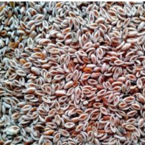 اسفرزه 100 گرمی اعلا