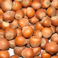 فندوق خام و تازه اشکور