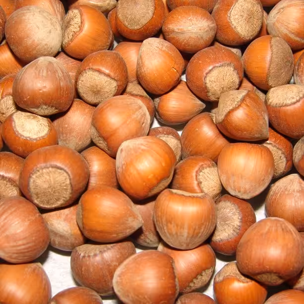 فندوق خام و تازه اشکور