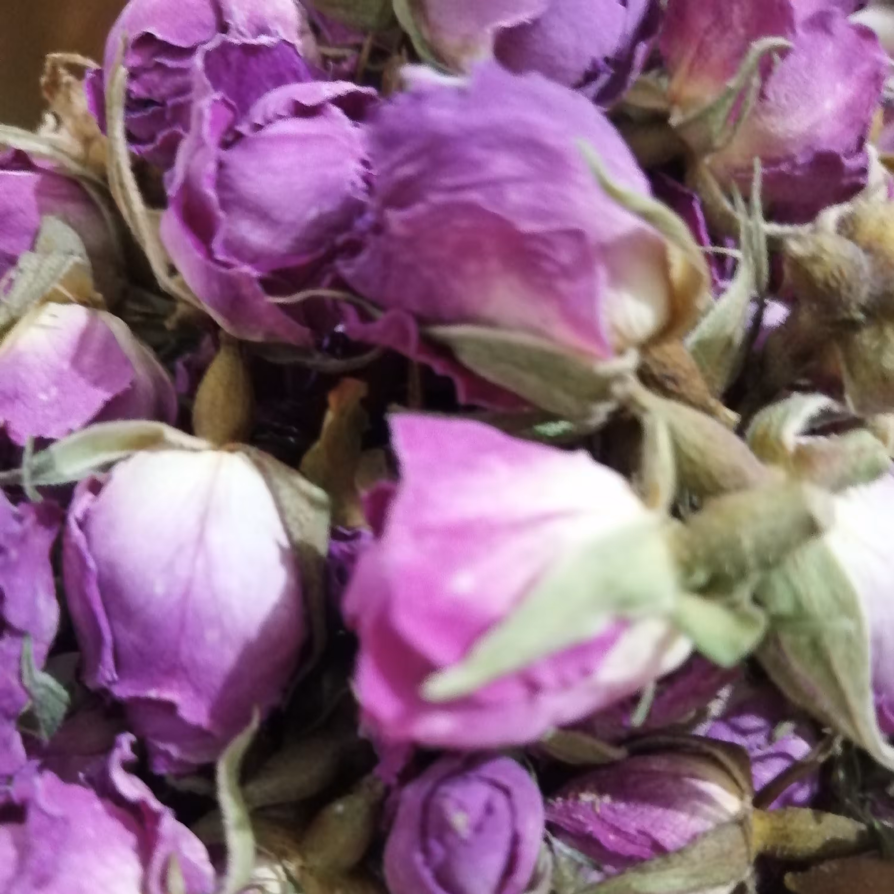 غنچه گل محمدی 